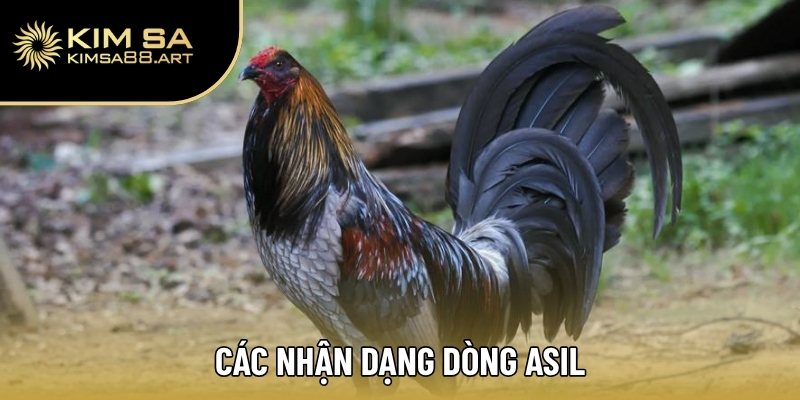 Gà Asil – Xuất Xứ, Thể Trạng Và Phương Pháp Tuyển Chọn 2 Các nhận dạng dòng Asil