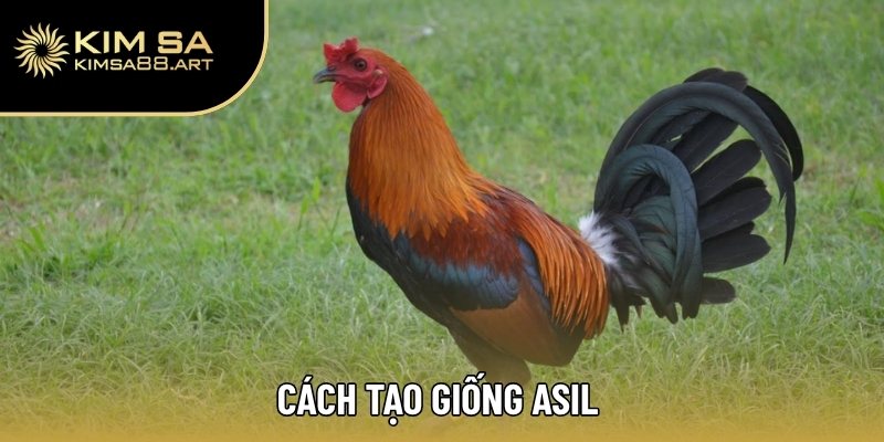 Gà Asil – Xuất Xứ, Thể Trạng Và Phương Pháp Tuyển Chọn 3 Cách tạo giống Asil