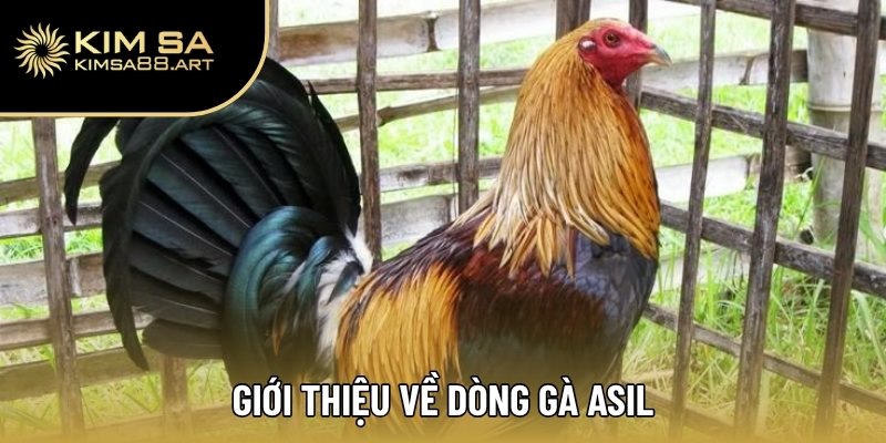 Gà Asil – Xuất Xứ, Thể Trạng Và Phương Pháp Tuyển Chọn 1 Giới thiệu về dòng gà Asil