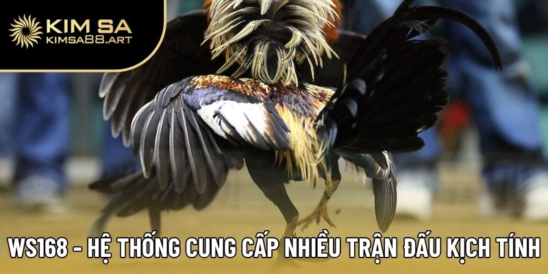 Sảnh WS168 - Hệ thống cung cấp nhiều trận đấu kịch tính